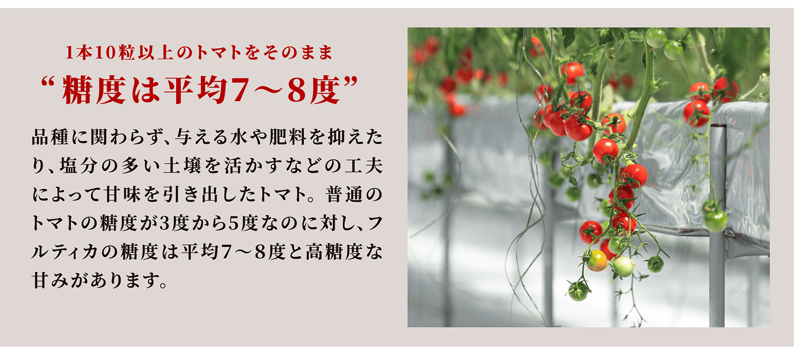 こだわりのトマト4