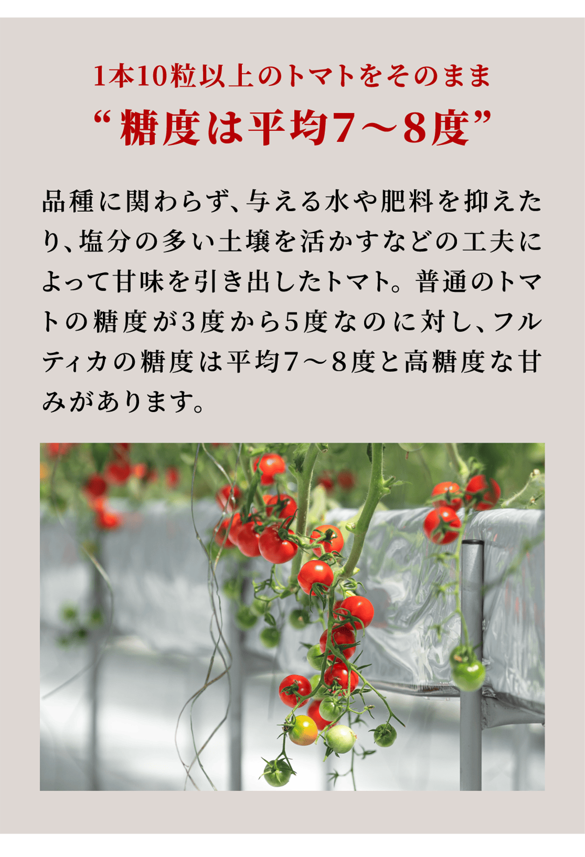 楽天市場】【月・木・金曜出荷】ミニトマト王糖姫(おとひめ) 箱