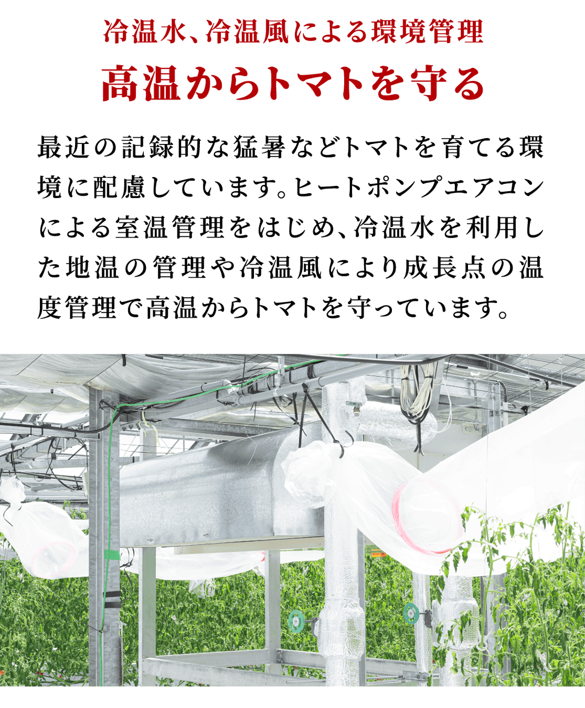 こだわりのトマト5