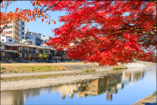 京の秋を秀職に告げる鴨川の紅葉