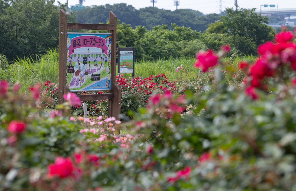 相模川ローズガーデン