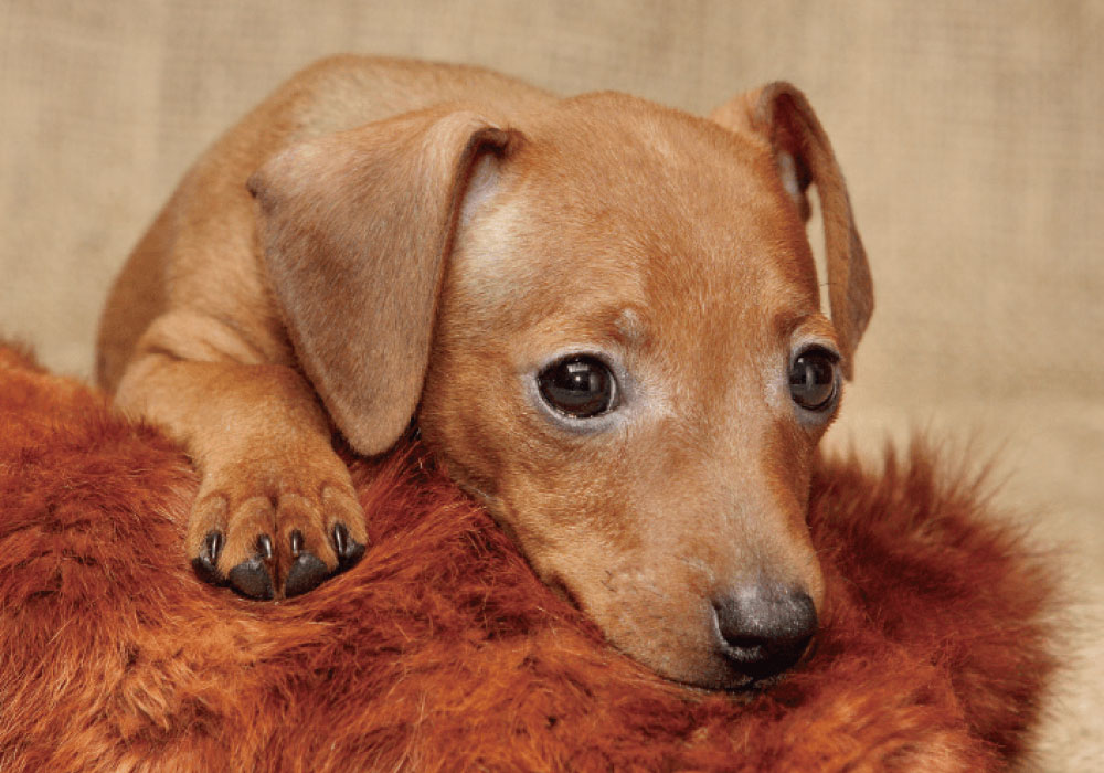 ペット飼育可・ペット足洗い場