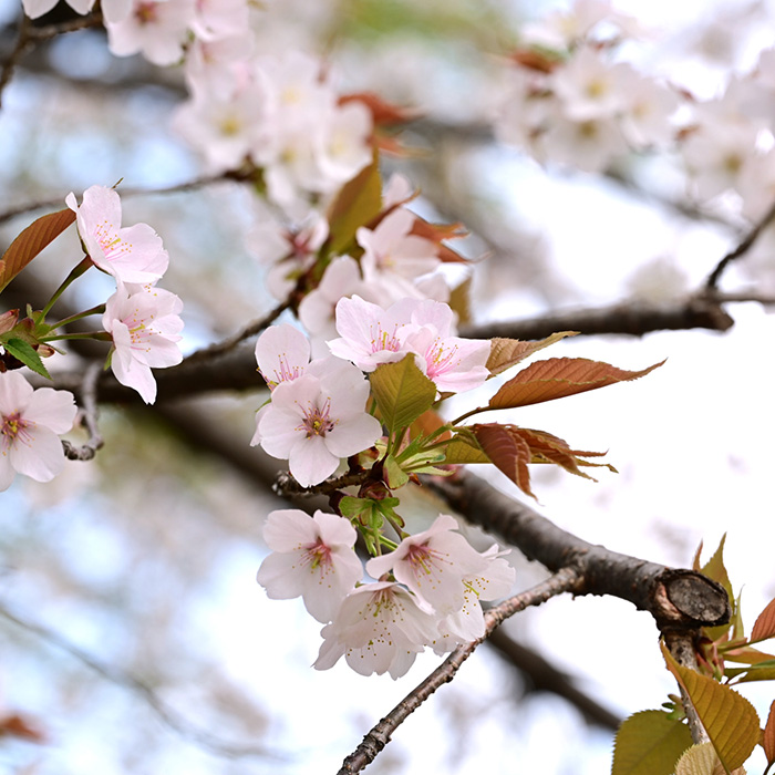 ヤマサクラ image