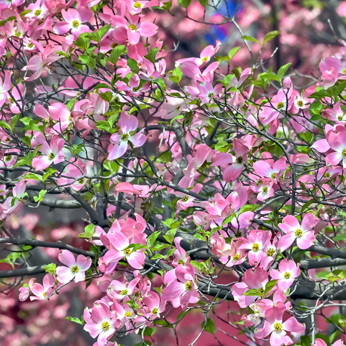 ハナミズキ image