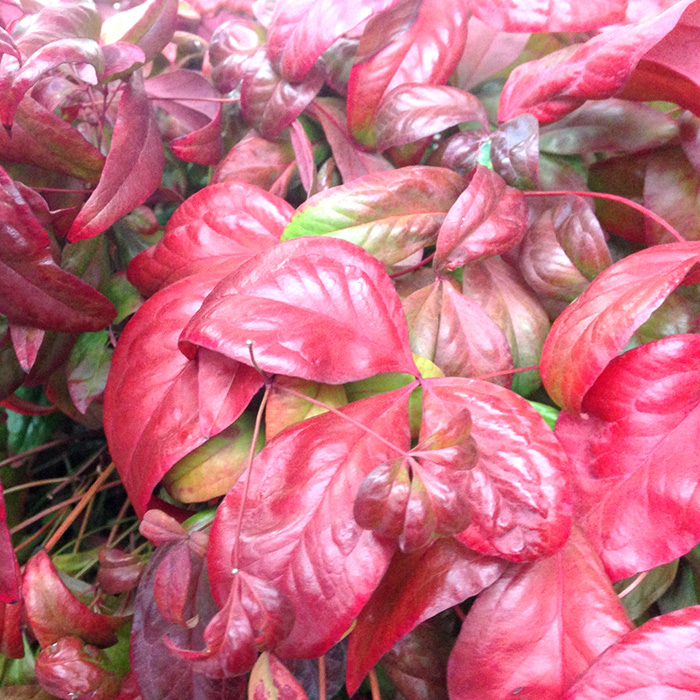 オタフクナンテン image