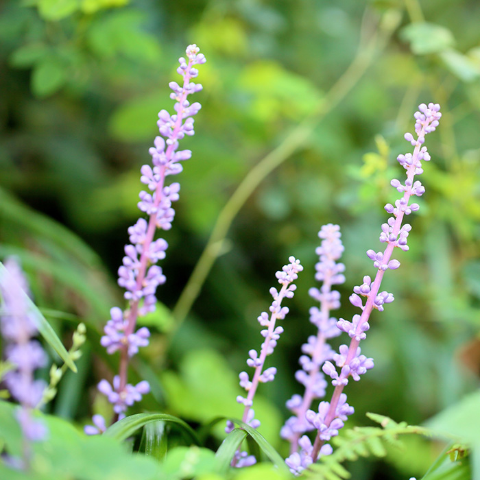 フイリヤブラン image