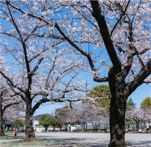 春江の森公園
