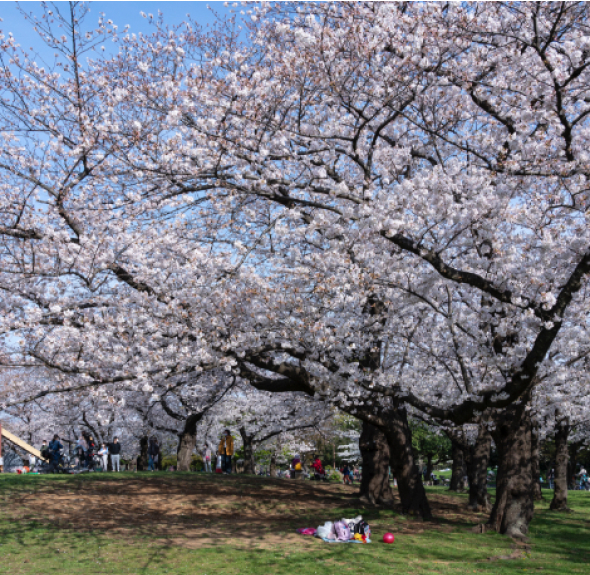 篠崎公園