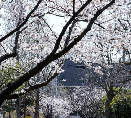 南篠崎つつじ公園