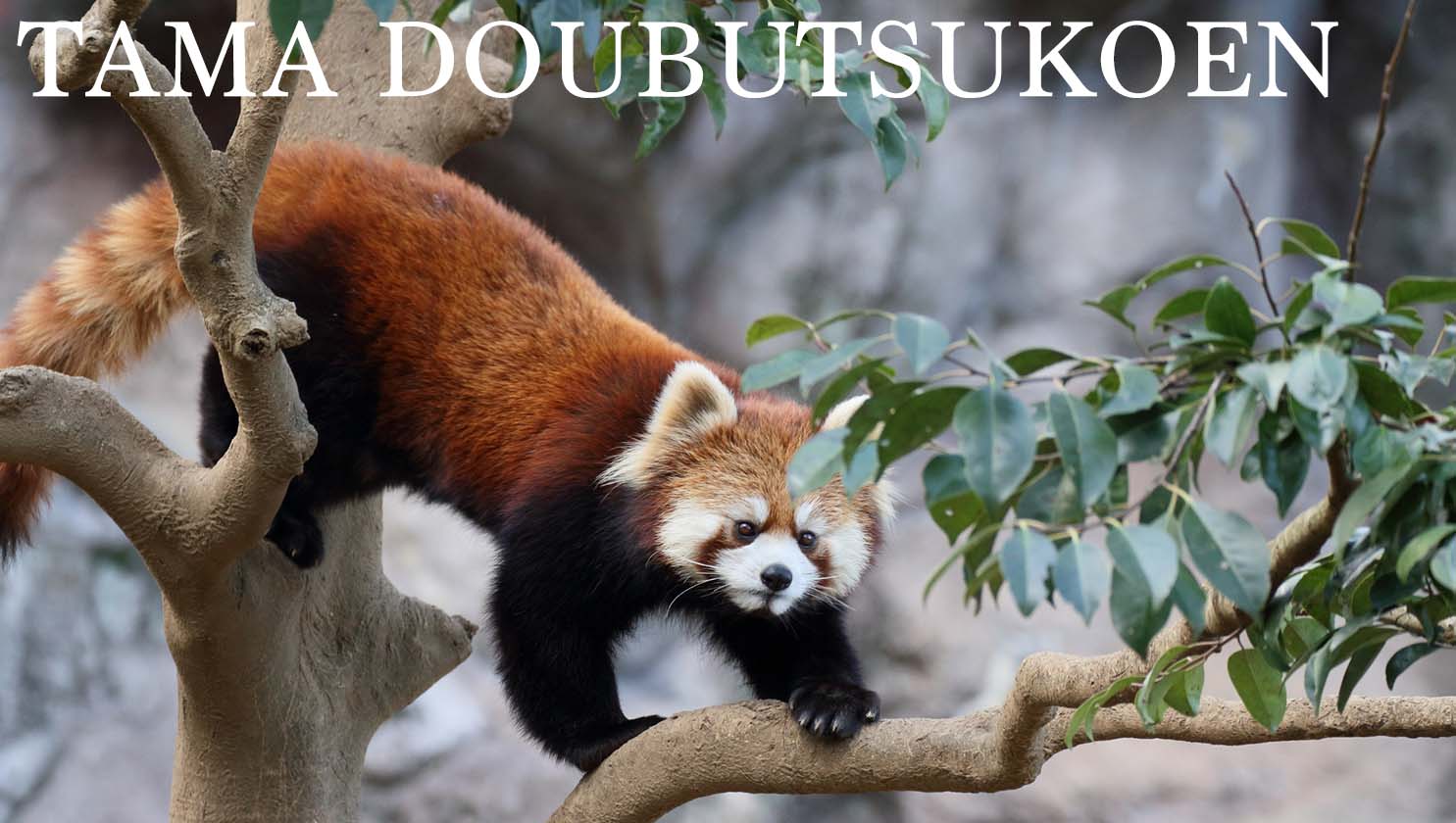 TAMA DOUBUTSUKOEN