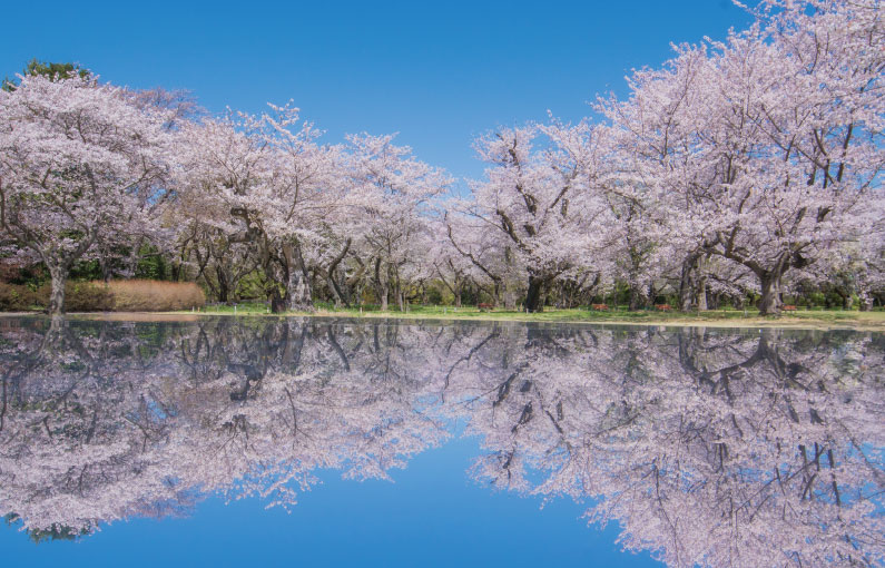 桜の園