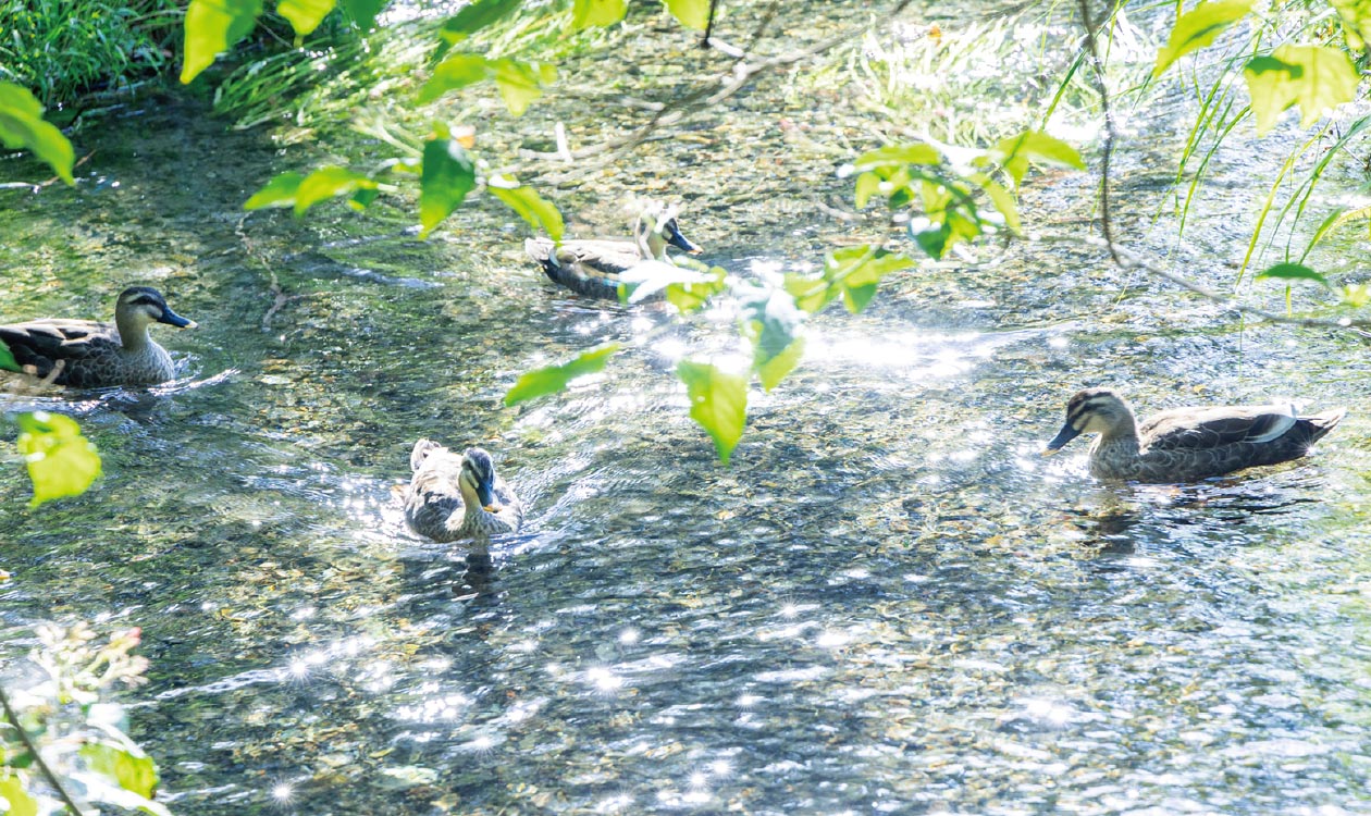 矢川緑地保全地域