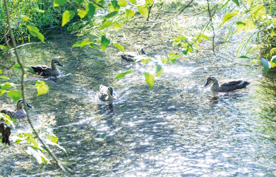 矢川緑地保全地域