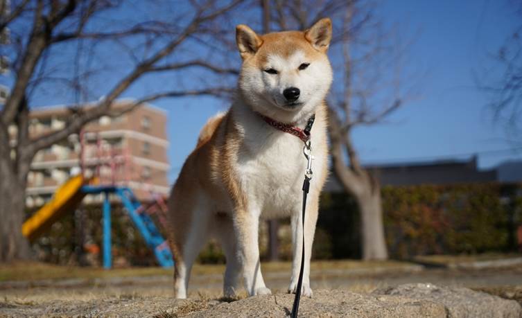 マンションで飼いやすい犬の特徴
