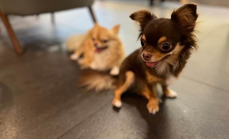 マンションで犬を飼う際の注意点