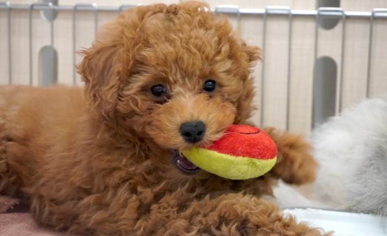 マンションで飼いやすい犬種