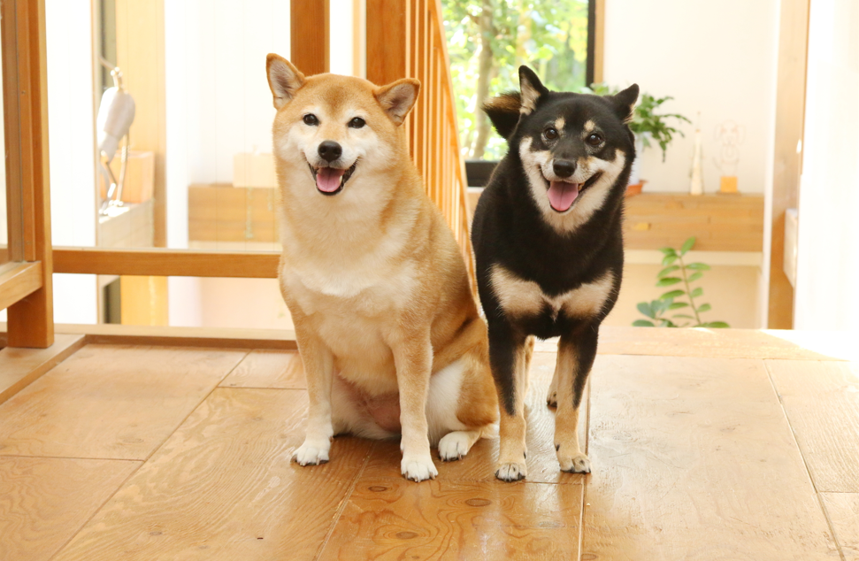 犬と暮らす家