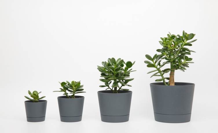 リビングに置く観葉植物 3つのポイント