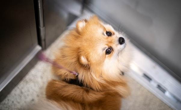 マンションで定められているペット飼育のルール