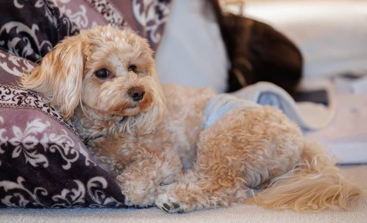 【対策別】マンションで犬を飼う際に役立つアイテム