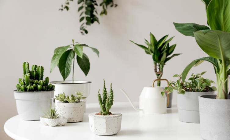 テーブルにおすすめ 小さい リビングの雰囲気が変わる 観葉植物 3選