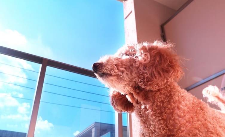 マンションで飼いやすい犬の特徴と種類を紹介! 飼育の注意点や役立つアイテムも解説
