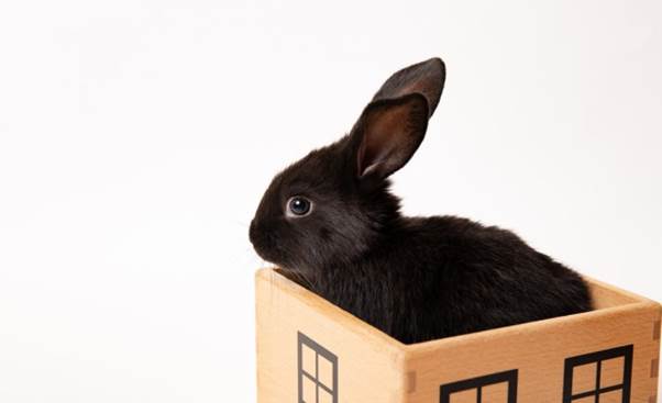 ペットと暮らすと生活が豊かに!マンションで飼うおすすめペットを紹介